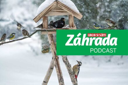 Podcast Záhrada o prikrmovaní vtákov v záhrade počas zimy