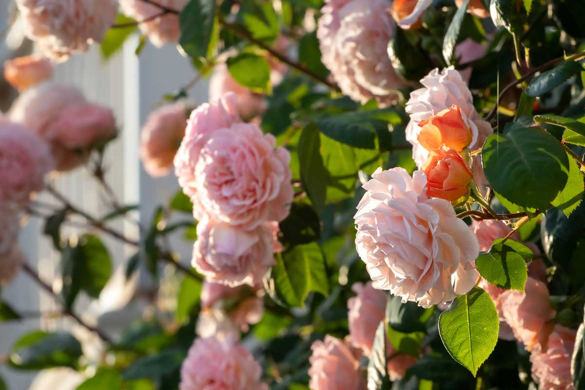 Popínavé ruže v romantickej regentskej záhrade