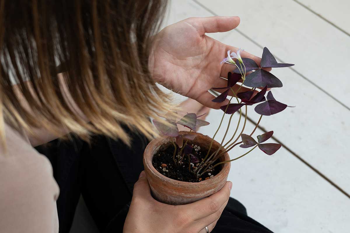 Kyslička nie je náchylná na choroby a škodce, no pri nadmernom polievaní môže trpieť hnilobou. Foto: Shutterstock