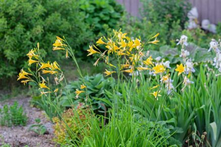 Rastliny vhodné pre chaos gardening