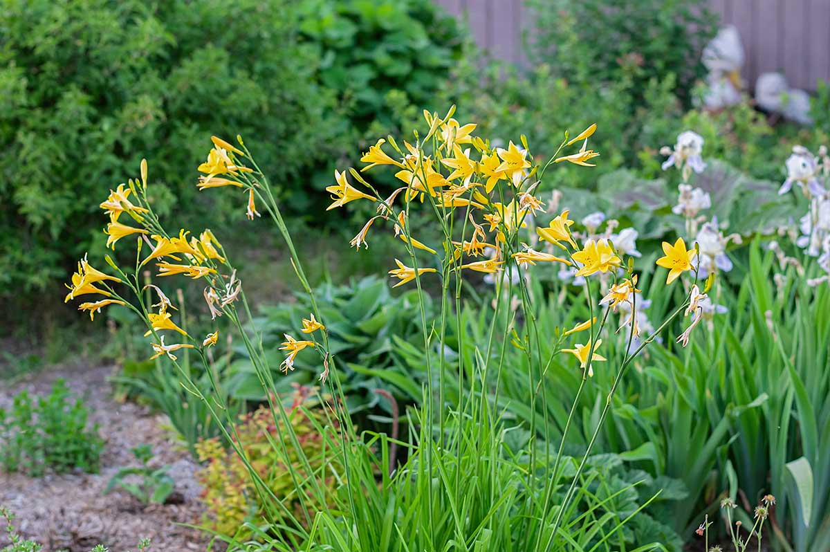 Rastliny vhodné pre chaos gardening