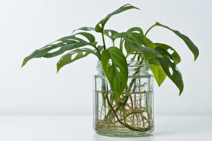 Rozmnožovanie monstery Adansonova