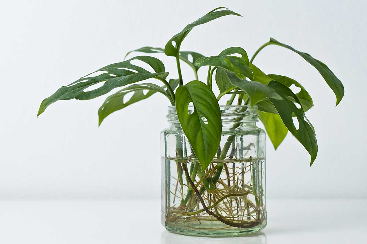 Rozmnožovanie monstery Adansonova