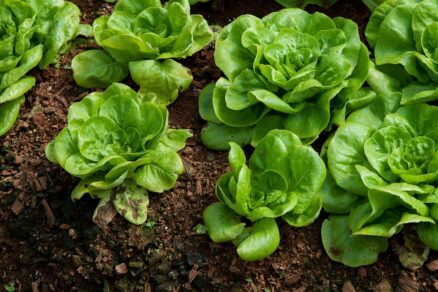 Šaláty v skleníku