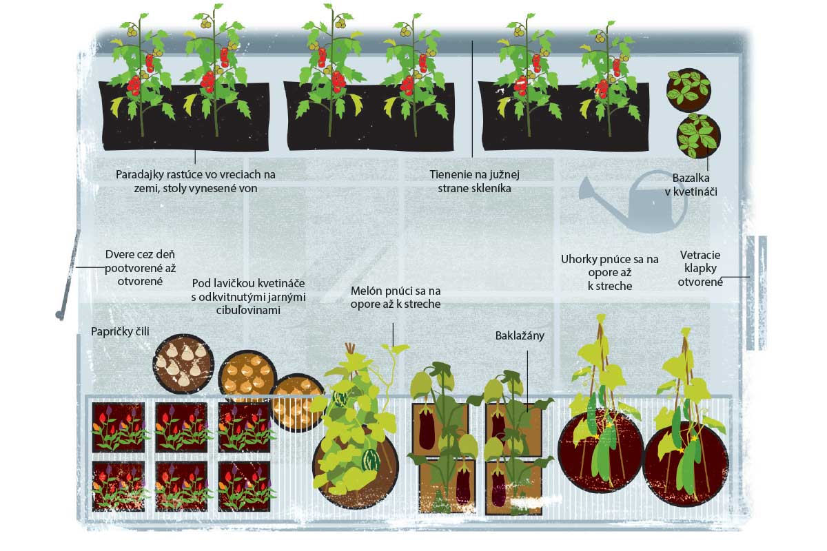 Sezónny plán v skleníku v lete