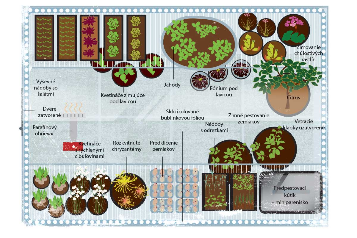 Sezónny plán v skleníku v zime