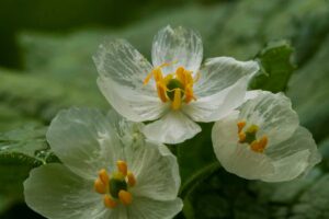 Príroda nás neprestane prekvapovať! Kvet, ktorý sa po dotyku vody mení na sklo