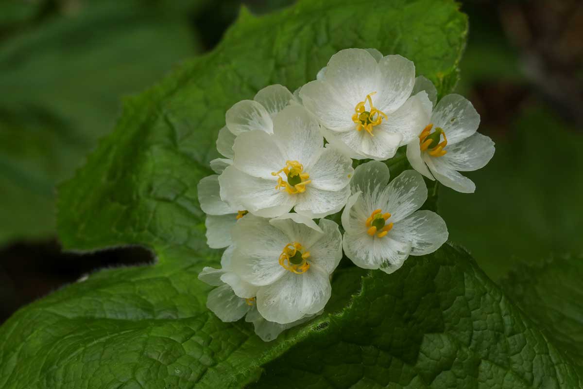 Sklenené kvety Diphylleia grayi