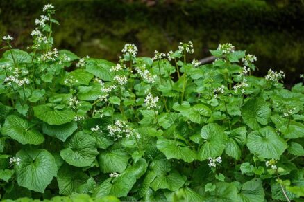 Rastlina Diphylleia grayi s bielymi kvetmi a veľkými listami