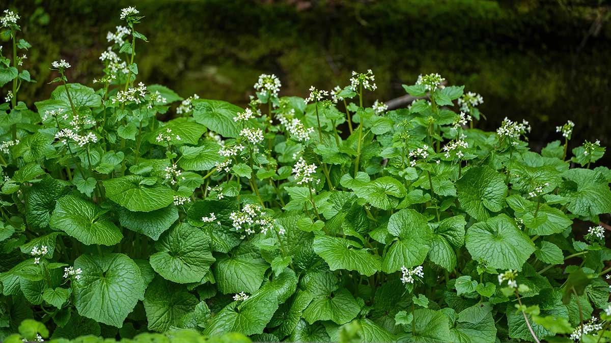 Rastlina Diphylleia grayi s bielymi kvetmi a veľkými listami 