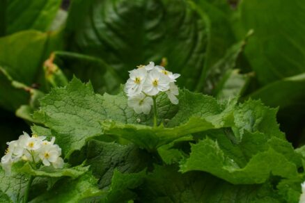 Sklenený kvet Skeleton flower