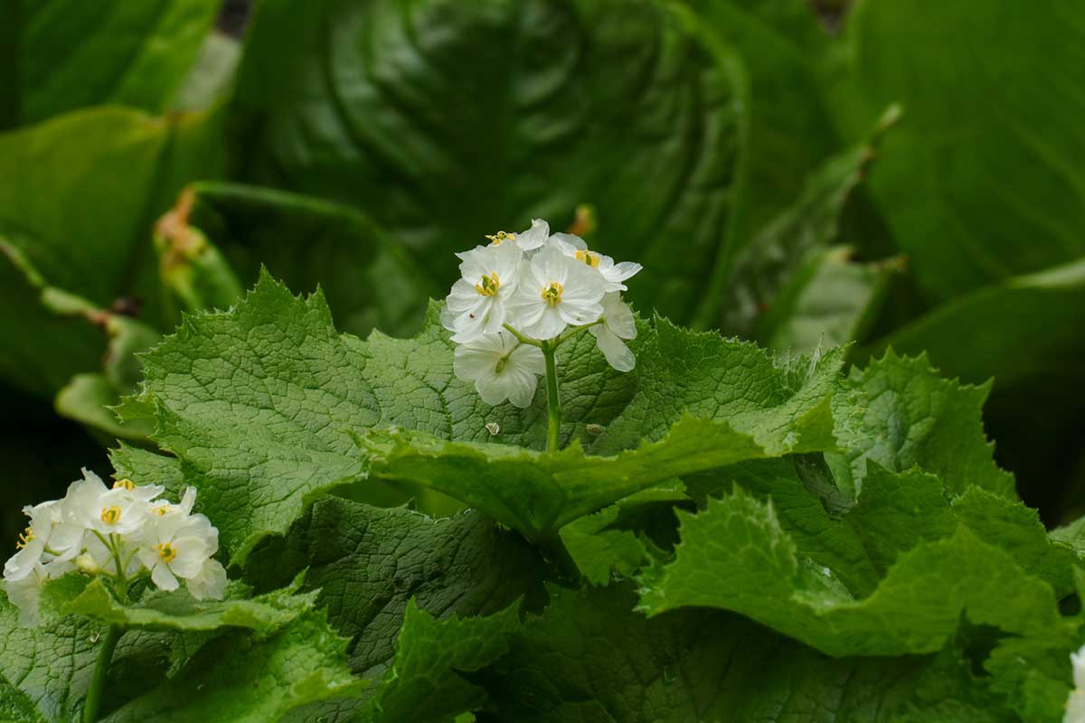 V súčasnosti je zaujímavý aj pre botanikov, ktorí skúmajú jeho jedinečné adaptačné schopnosti. Foto: iStock