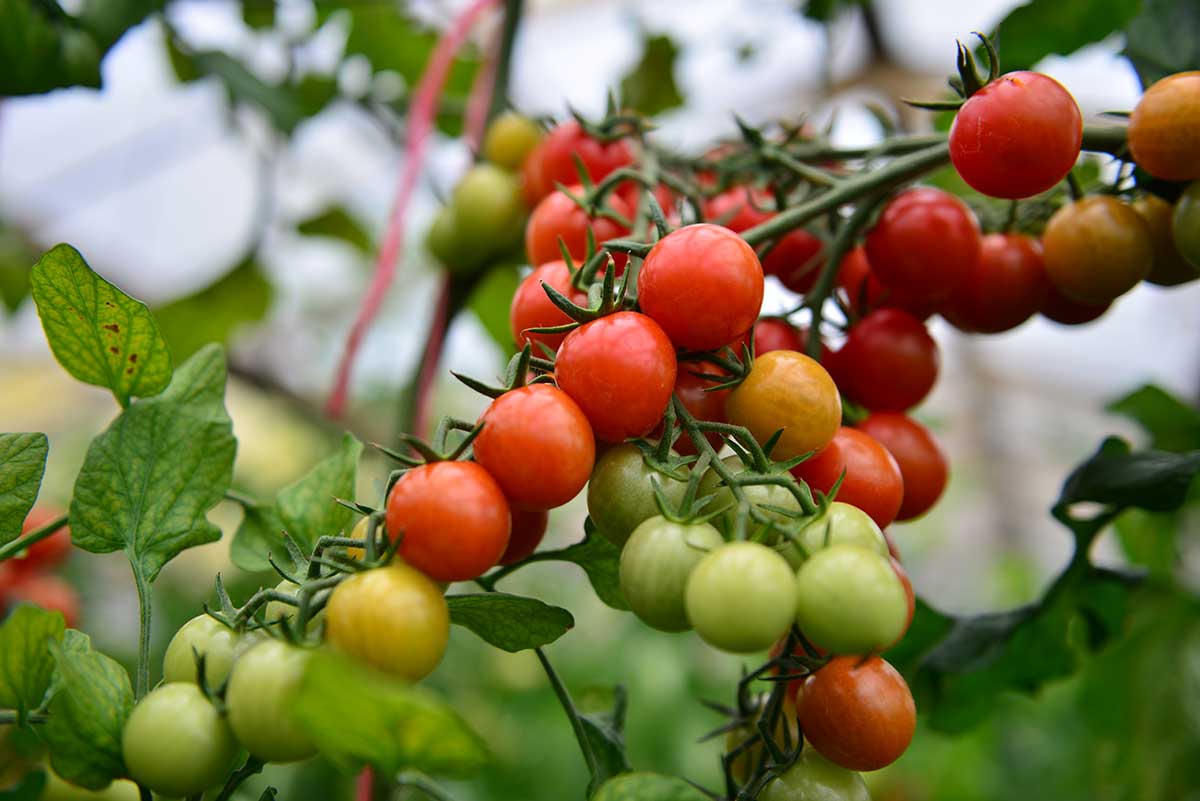 Skorá odroda paradajok MINI