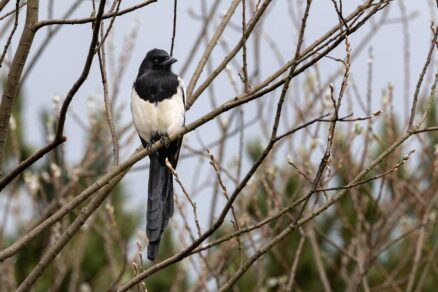 Straka sediaca na strome