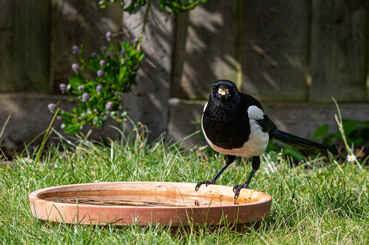 Straka pri miske s vodou