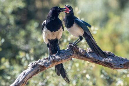 Dve straky sediace na konári stromu