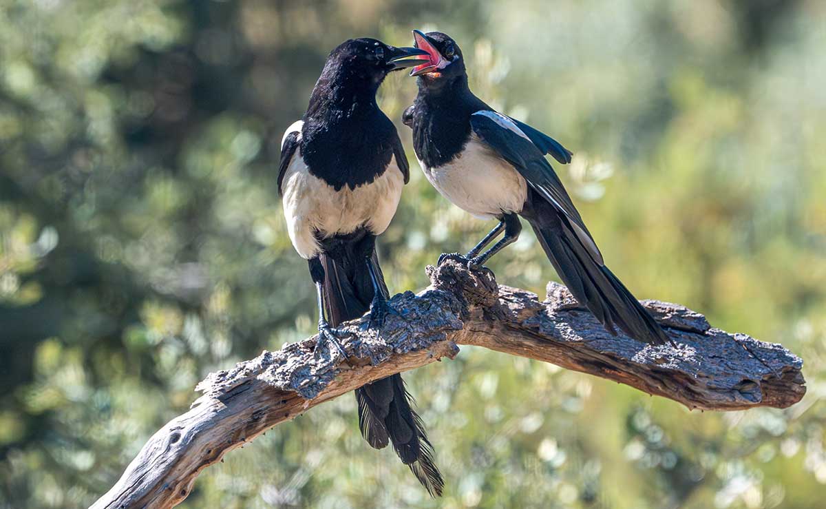 Dve straky sediace na konári stromu