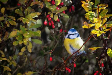 Sýkorka v bobuľovitom kríku v záhrade