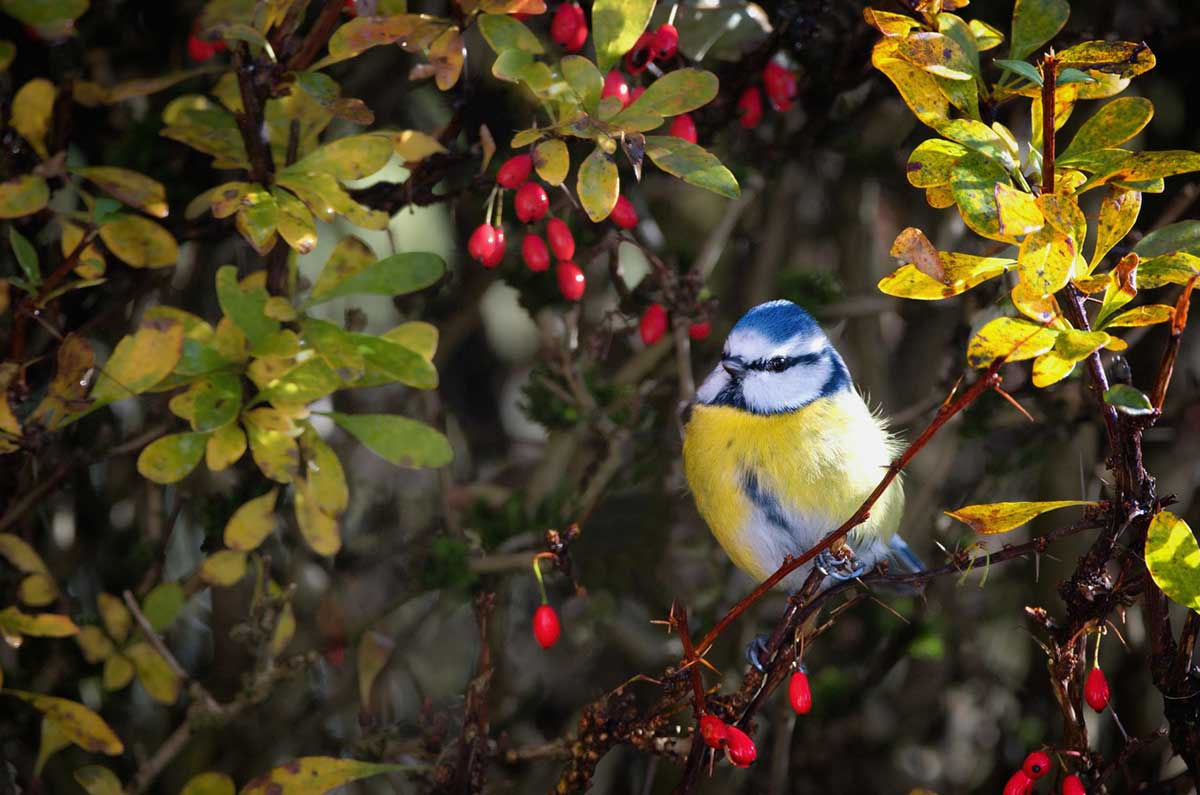 Sýkorka v bobuľovitom kríku v záhrade