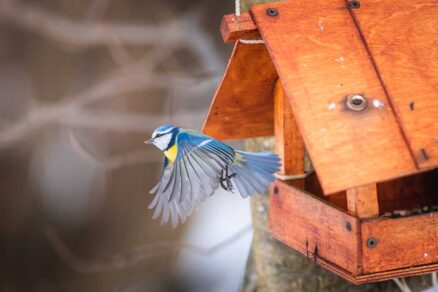 Sýkorka vyletujúca z vtáčej búdky