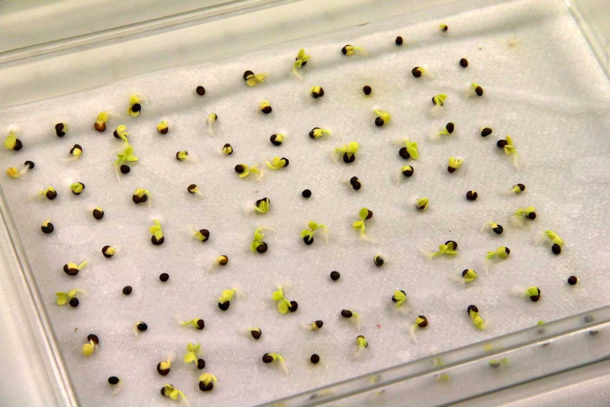 Test klíčivosti semien