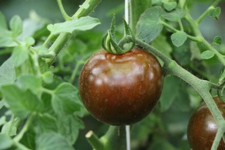 Tmavohnedé paradajky typu Kumato odroda BRUNITO F1