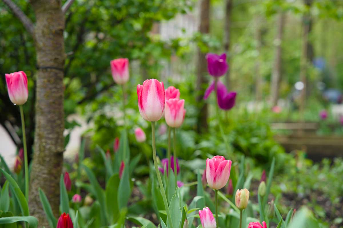 Tulipány v romantickej záhrade