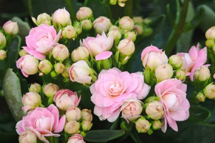 Kalanchoa ako valentínsky darček