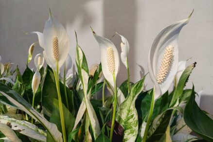 Lopatkovec ako valentínsky darček