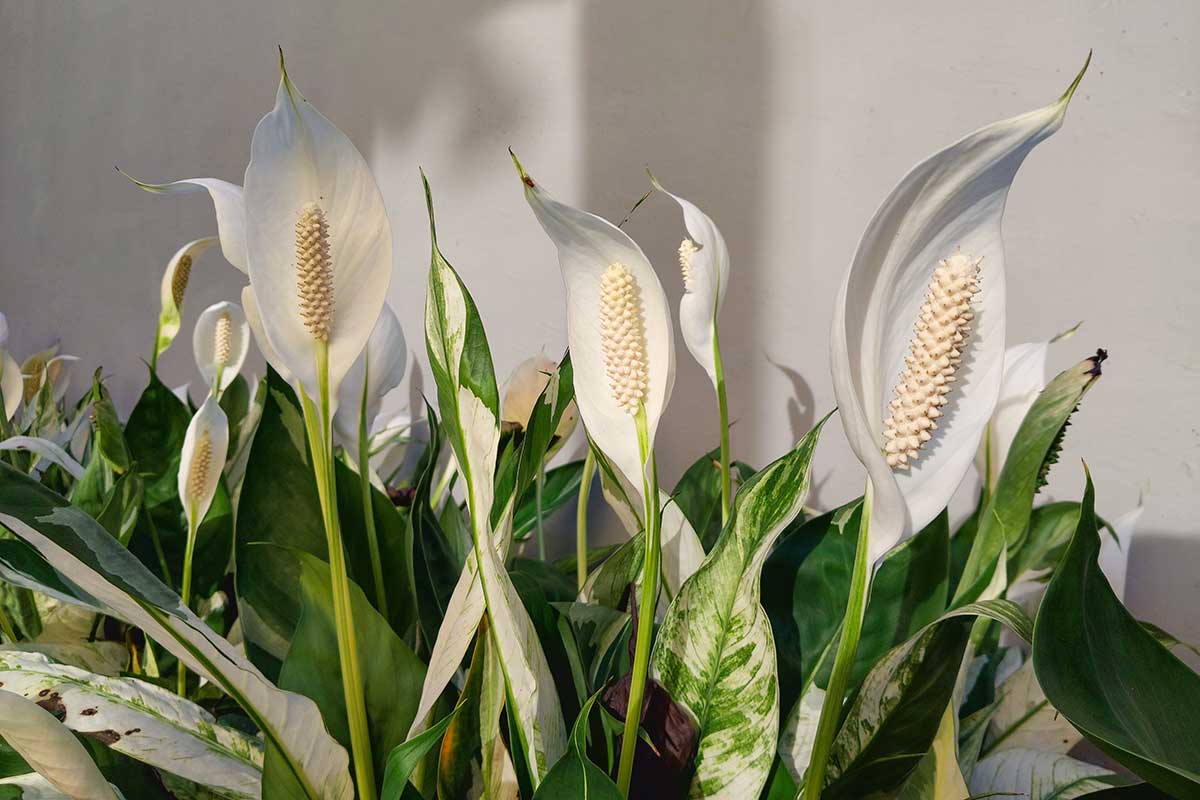 Lopatkovec ako valentínsky darček