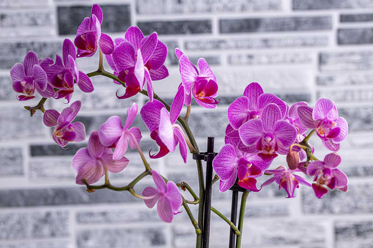 Orchidea ako valentínsky darček