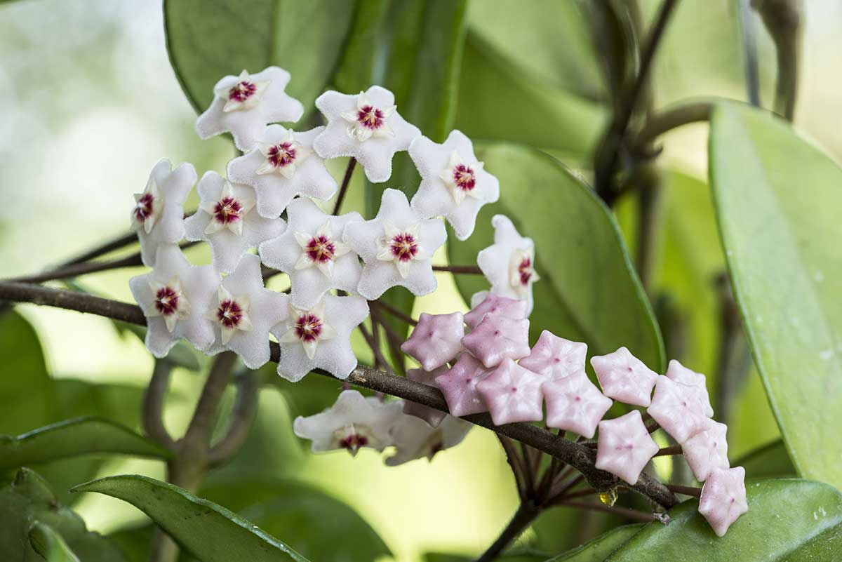 Voskovka ako valentínsky darček