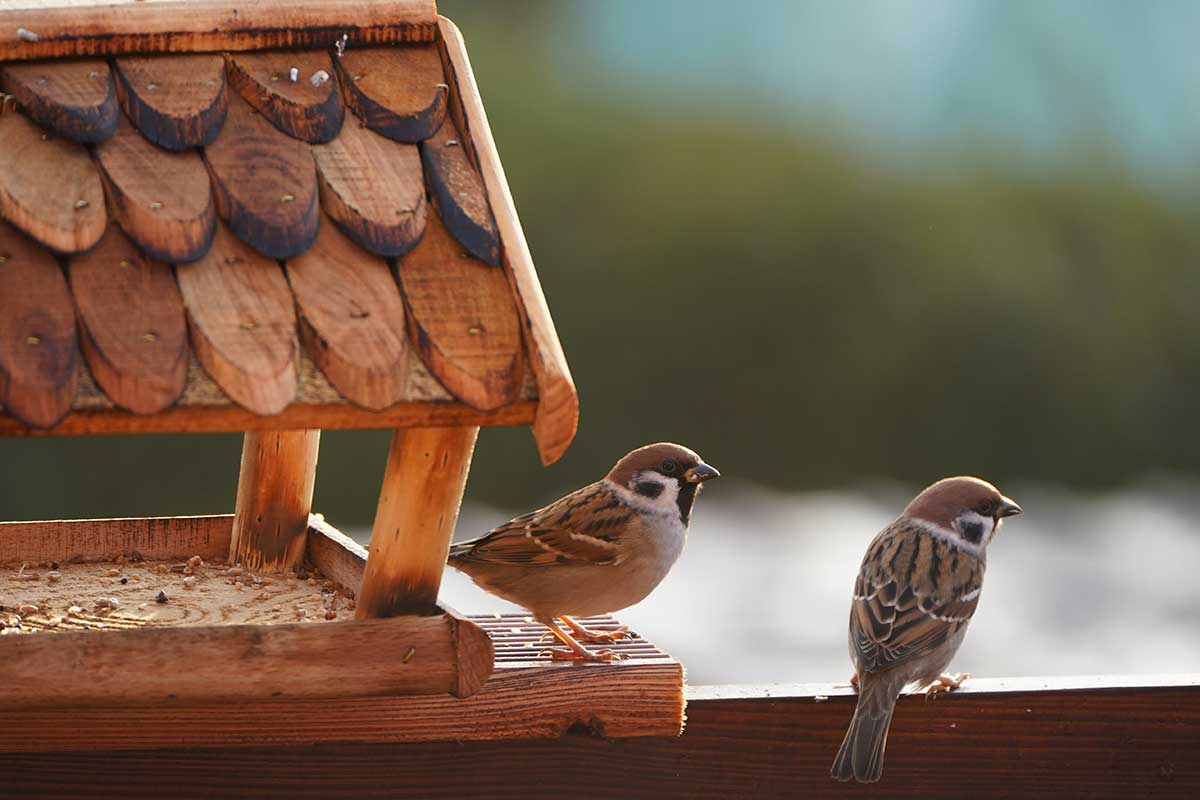 Vrabce poľné pri drevenom kŕmidle