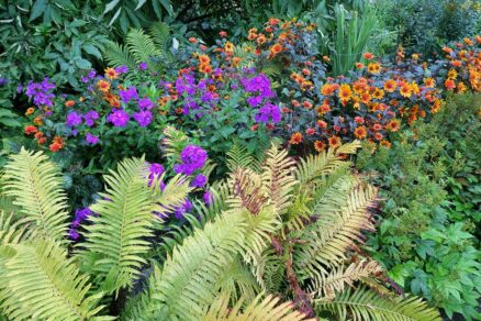 Rastliny v rámci konceptu chaos v záhrade