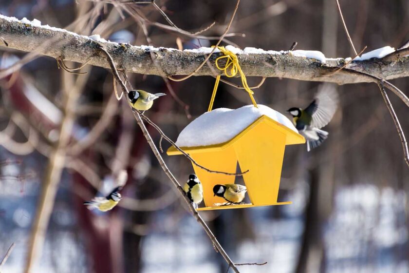 Zimné prikrmovanie sýkoriek vo vtáčej búdke