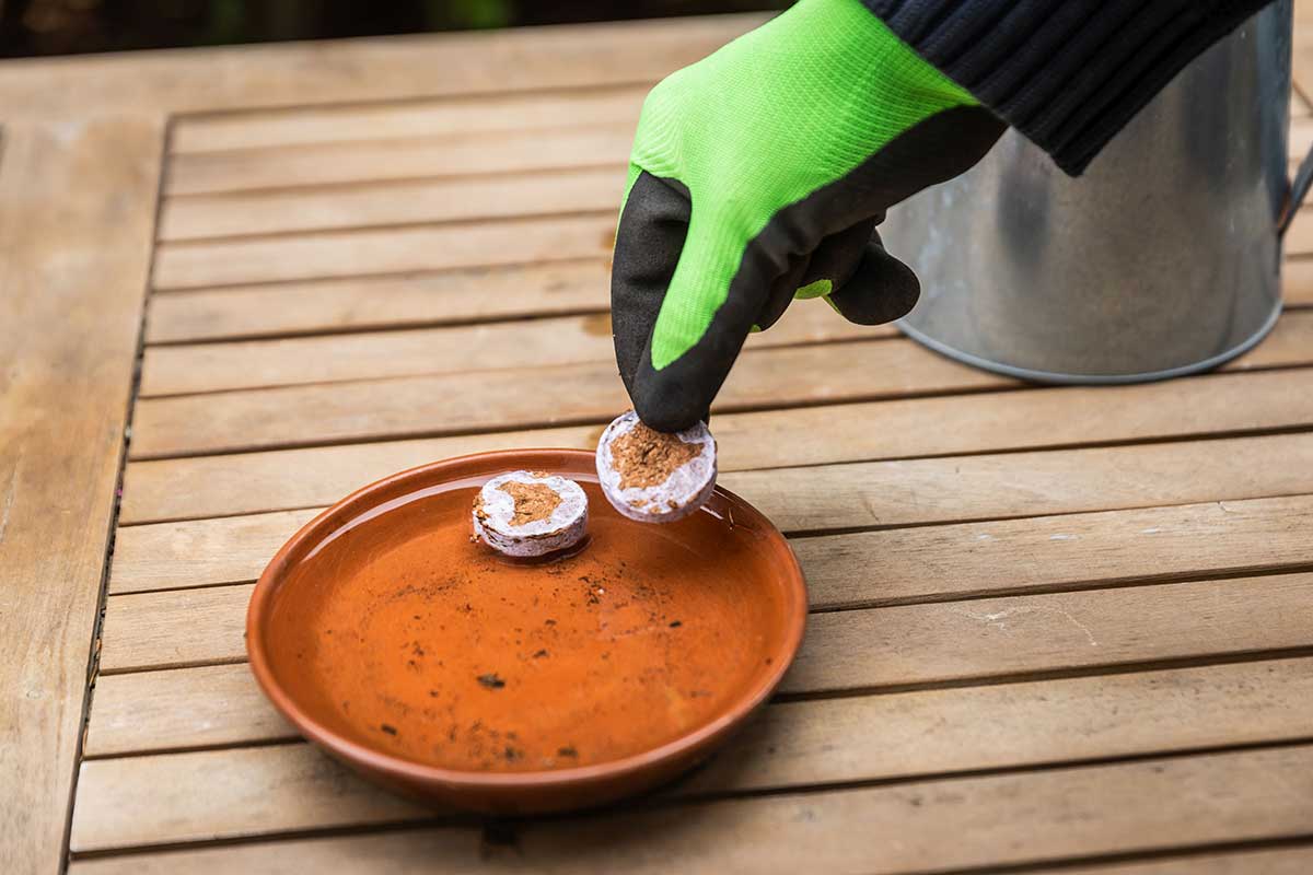 Príprava zakoreňovačov na výsev artičoky