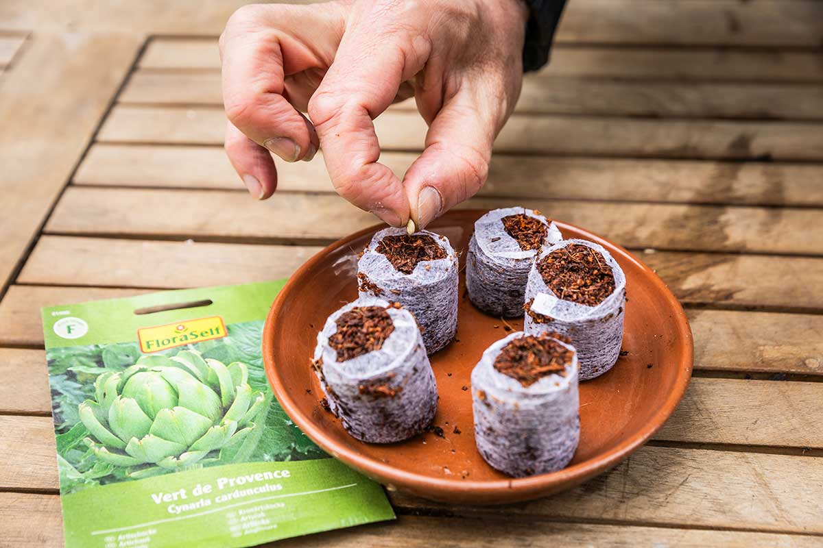 Vkladanie semien artičoky do zakoreňovača