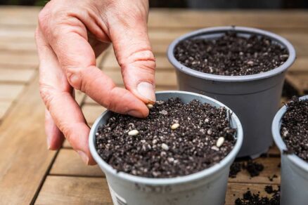 Vysievanie artičoky do malých kvetináčov so substrátom