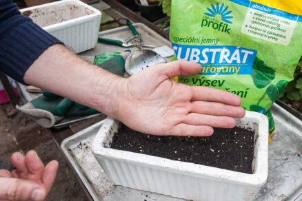 Vysievanie semien papriky z dlane