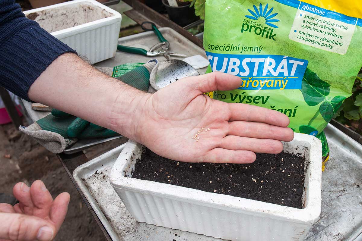 Vysievanie semien papriky z dlane