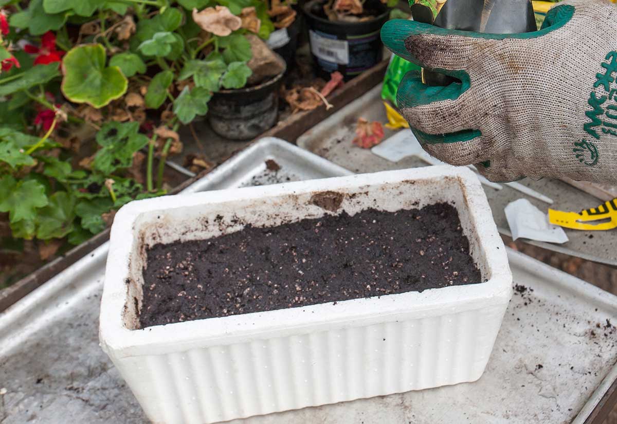 Zasypanie semien papriky substrátom