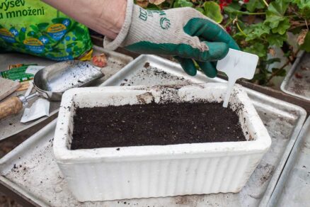 Označenie výsevu papriky menovkou