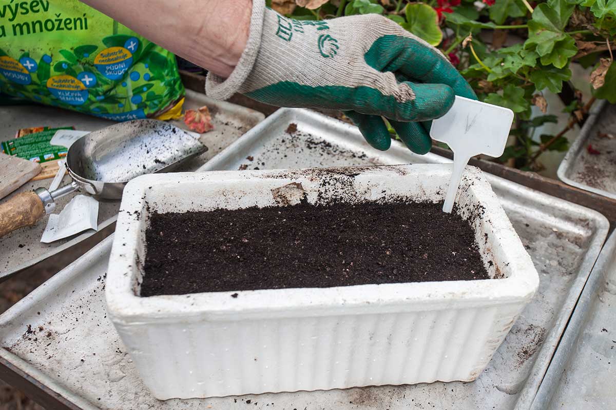 Označenie výsevu papriky menovkou