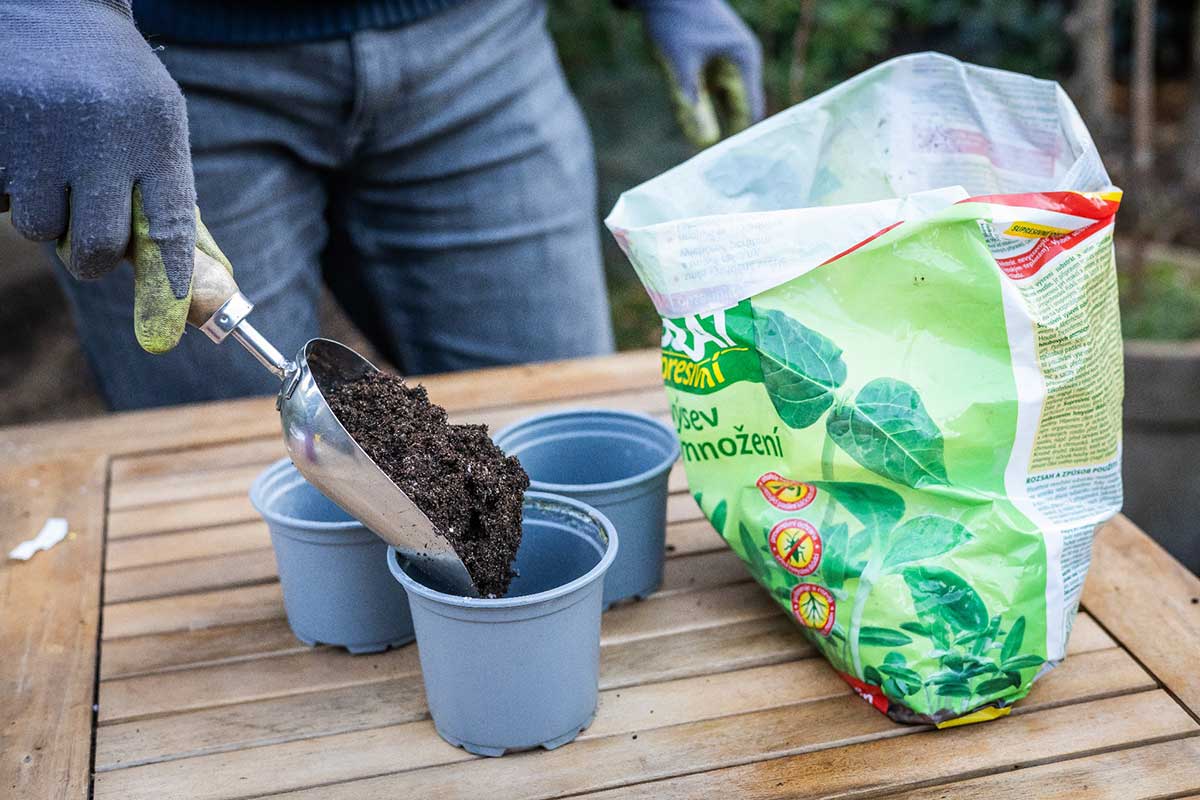 Naplnenie kvetináča substrátom na výsev tunbergií