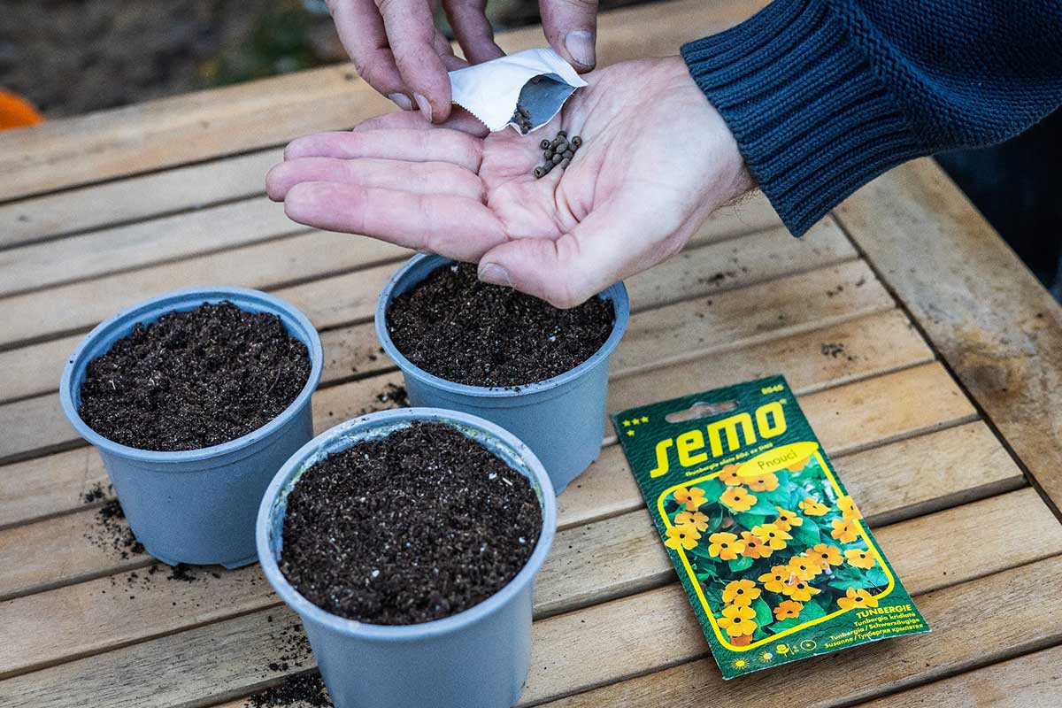 Semená tunbergie pripravené na výsev