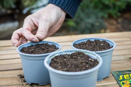 Vysievanie semien tunbergií do kvetináčov