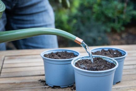 Pravidelné zavlažovanie vysiatych tunbergií v kvetináčoch