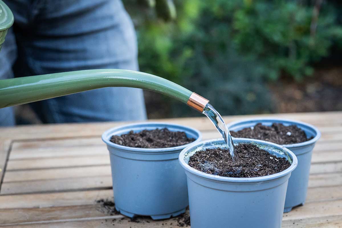 Pravidelné zavlažovanie vysiatych tunbergií v kvetináčoch