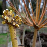 Zrezaná vŕba v záhrade