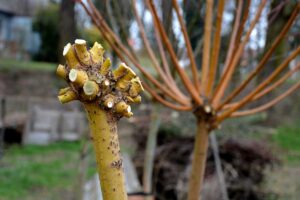 Je čas zrezať vŕbu! Akú metódu rezu treba použiť a ako postupovať správne?